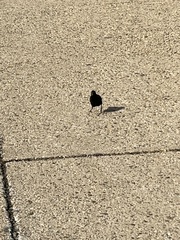 Sturnus vulgaris