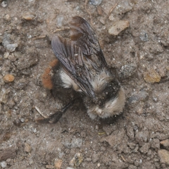 Bombus tunicatus