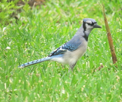 Cyanocitta cristata