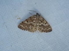 Eufidonia discospilata