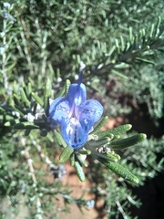 Salvia rosmarinus
