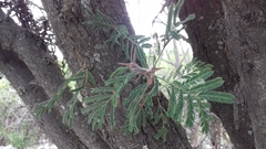 Vachellia pennatula