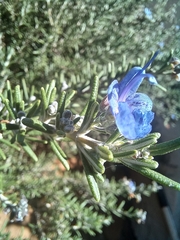 Salvia rosmarinus