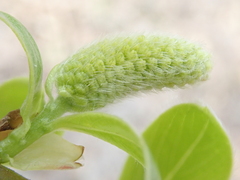 Salix alba