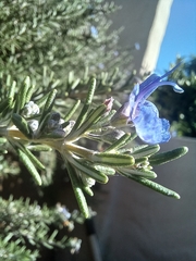 Salvia rosmarinus