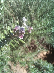 Salvia rosmarinus