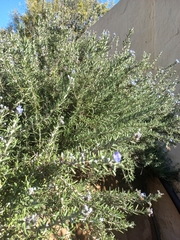 Salvia rosmarinus