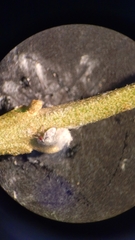 Euphyllura olivina