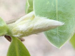 Salix alba