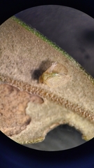 Euphyllura olivina