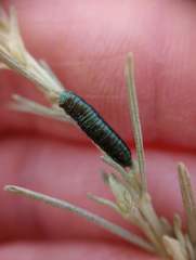 Trirhabda sericotrachyla