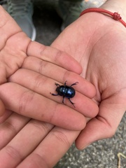 Trypocopris vernalis