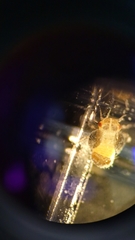 Euphyllura olivina