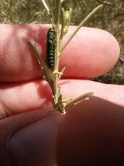 Trirhabda sericotrachyla