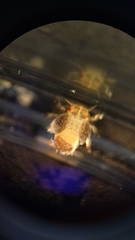 Euphyllura olivina