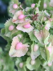 Rumex cristatus