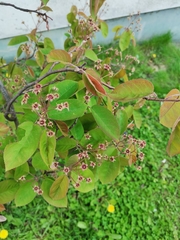 Amelanchier ovalis