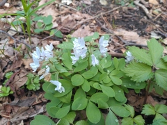 Corydalis repens