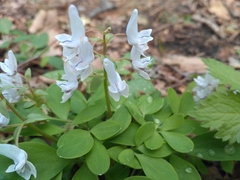 Corydalis repens