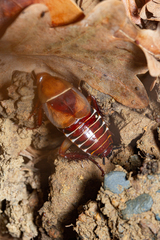 Temnopteryx phalerata