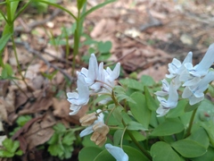 Corydalis repens