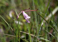 Cleistesiopsis oricamporum