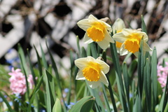 Narcissus