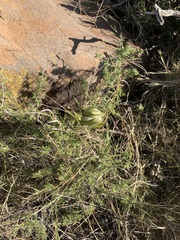 Angiospermae