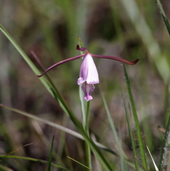 Cleistesiopsis oricamporum