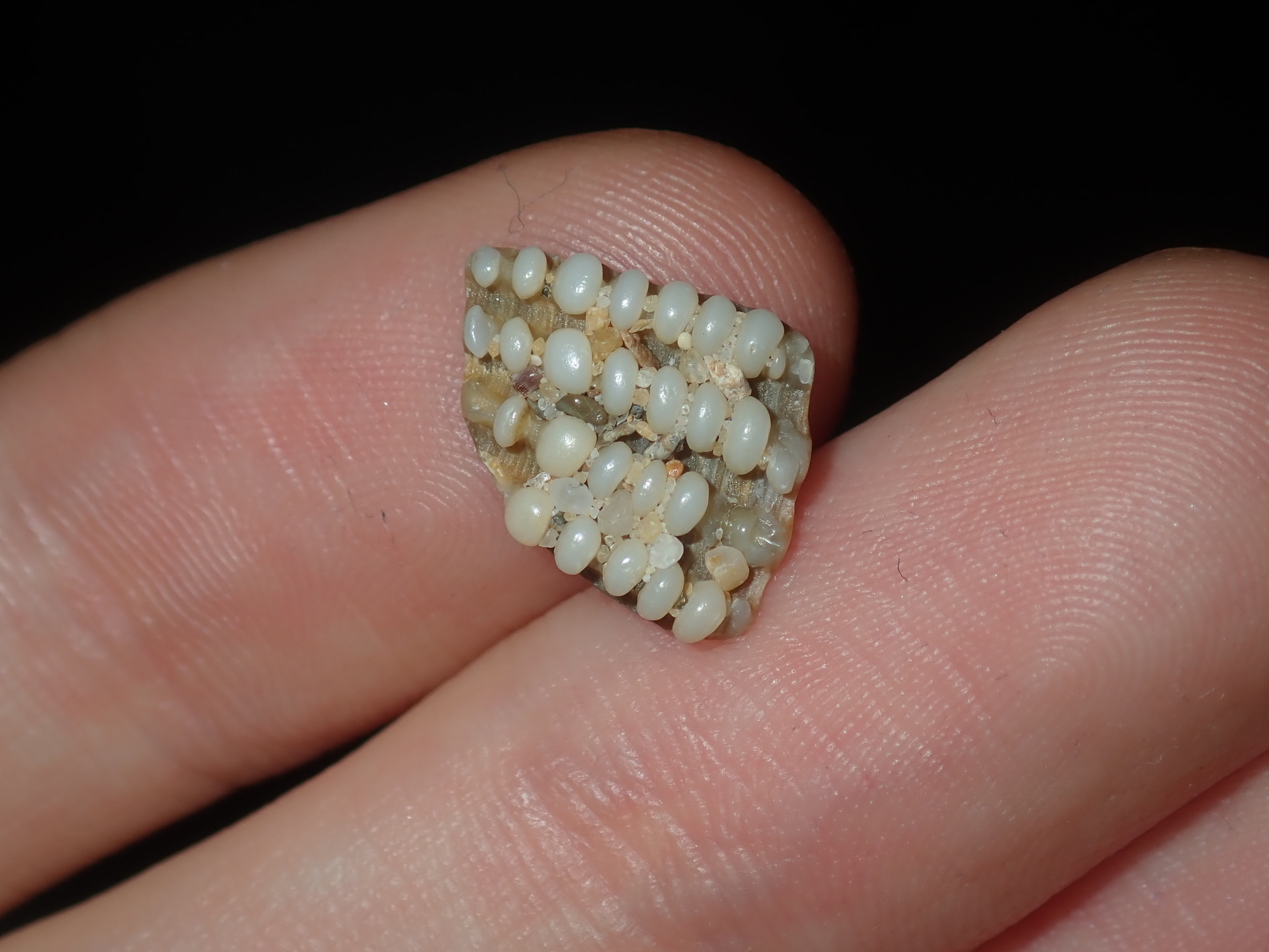 Neotrigonia lamarckii (J.E.Gray, 1838)