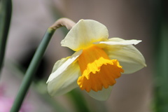 Narcissus