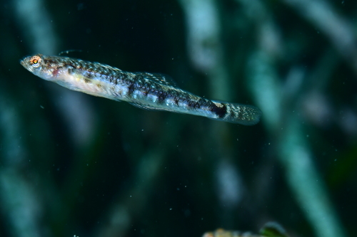 Quagga goby (Pomatoschistus quagga) — Gobiidae — 2
