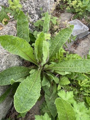 Helminthotheca echioides