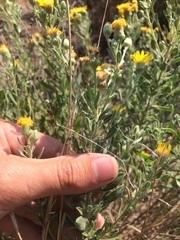 Heterotheca angustifolia