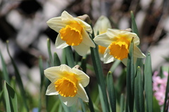Narcissus