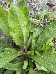 Helminthotheca echioides