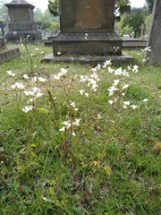 Saxifraga granulata