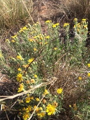 Heterotheca angustifolia