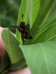 Pachodynerus erynnis