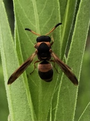 Pachodynerus erynnis