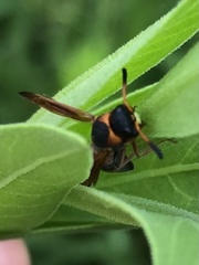 Pachodynerus erynnis