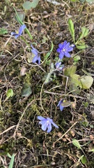Hepatica nobilis