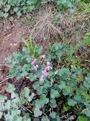 Pelargonium fragrans