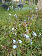 Myosotis sylvatica