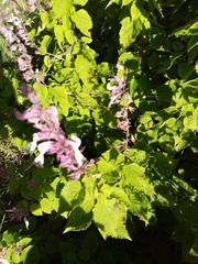 Ocimum labiatum