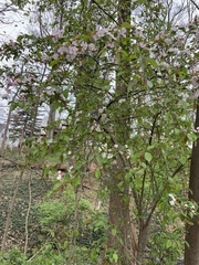 Prunus