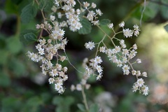Holodiscus discolor glabrescens