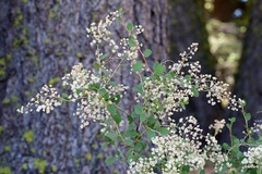 Holodiscus discolor glabrescens
