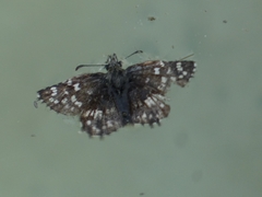 Pyrgus malvae