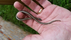 Tropidoclonion lineatum